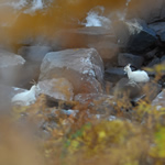 Wild goats from walk into peninsula