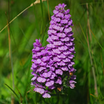 Wild orchid, Achmore 2012